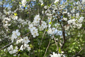 Во Владимирской области 30-градусная жара продержится до 30 мая
