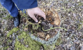 В Судогде «черного» лесоруба оштрафовали на 250 тыс. рублей