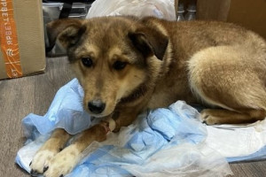 Стала известна судьба собаки из Владимира с почти оторванной головой