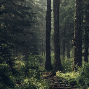 В лесу в Петушинском районе заблудилась 90-летняя бабушка