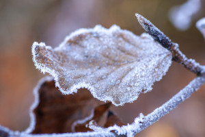 Жителей Владимирской области предупредили о заморозках до -4 градусов