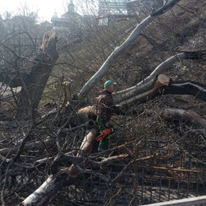 Во Владимире из-за ветра рухнули 5 деревьев