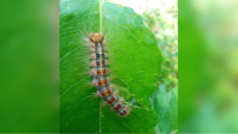 Леса во Владимирской области до 1 июля обработают от непарного шелкопряда