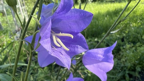 Во Владимирскую область вернется жара до +31