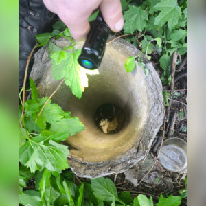 Во Владимире на Краснознаменной котенок провалился в трубу