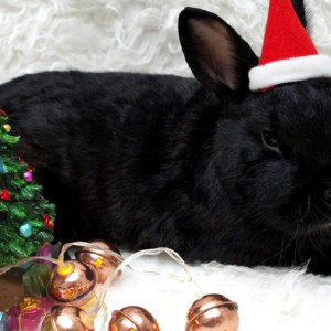 Что ждет владимирцев в год Черного Водяного Кролика?