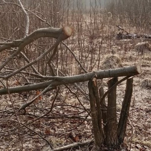 В Кольчугино неизвестный вырубил 35 дубов в экопарке