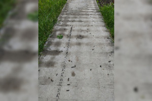 Во Владимирской области произошло нашествие гусениц шелкопряда