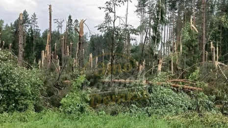 В Камешковском районе ураган повалил деревья