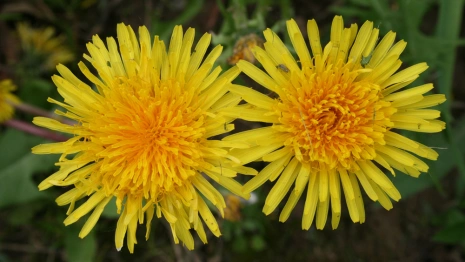 Кирилл – Дери полоз: что можно и нельзя делать 31 марта