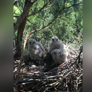 Во Владимирской области сделали редкий снимок птенцов дневного хищника