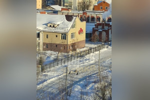 Жители Коврова рассказали о бросающихся на людей и машины собаках