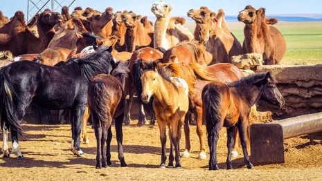 Во Владимирской области верблюда и лошадей проверили на заболевания