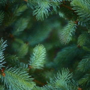 Бизнесмен из Владимирской области получил срок за незаконный вывоз елок за границу