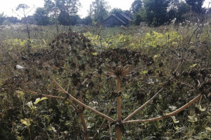 На карту распространения борщевика во Владимирской области нанесут еще 39 очагов