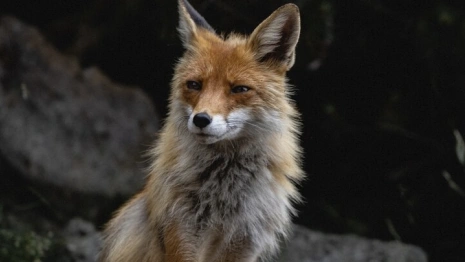 Во Владимирской области бешенством заболели 16 собак и 15 лис