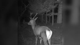 В Киржачском районе благородный олень попал в фотоловушку «крупным планом»