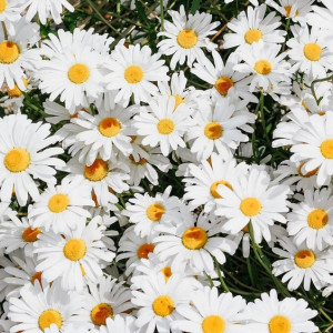 Стала известна подробная программа Дня Петра и Февронии в Муроме