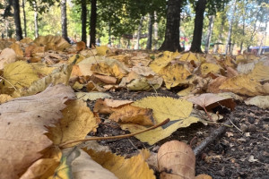 В выходные во Владимирскую область придет потепление