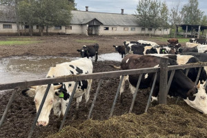 Фермера из Коврова оштрафовали за ужасные условия содержания коров