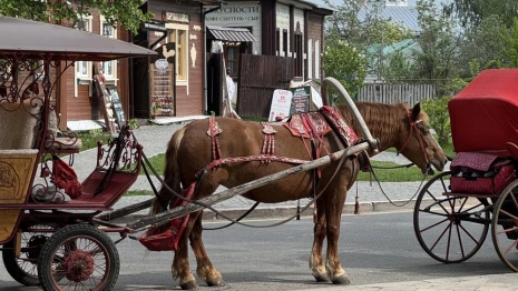 Глава СК напомнил о ДТП с гужевой повозкой и московским журналистом в Суздале