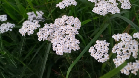 Прогноз погоды во Владимирской области на 5 августа