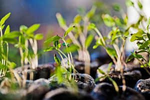 Во Владимирской области продавали вымышленные сорта яблонь и груш