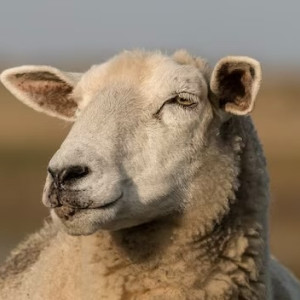 В Вязниках иномарка сбила барана