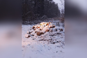 Во Владимире из лесного парка «Дружба» убрали мусорную свалку 