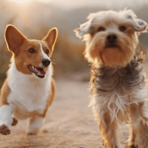 Во Владимирской области суд обязал вывезти 250 животных из приюта