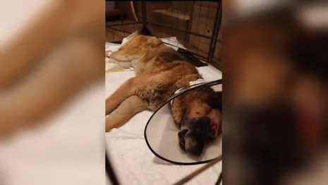 В Киржаче живодеры расстреляли собаку и выбросили на обочину