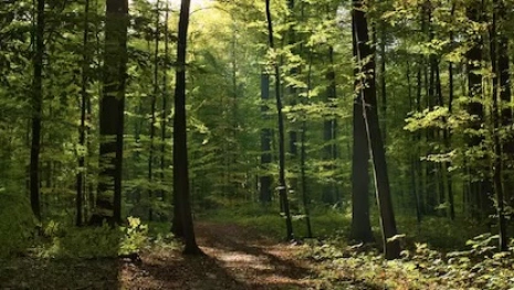 Пропавшего во Владимире 34-летнего мужчину нашли живым