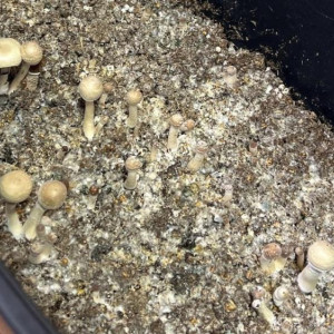 Житель Владимира попал под суд за попытку вылечить депрессию приемом псилоцебиновых грибов