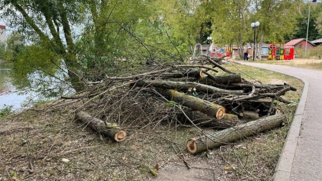 Мэрия Владимира объяснила массовую вырубку ив на берегу пруда просьбами жителей