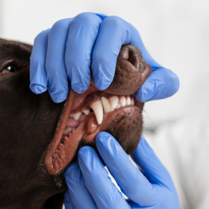 В Гороховецком районе ликвидировали очаг бешенства