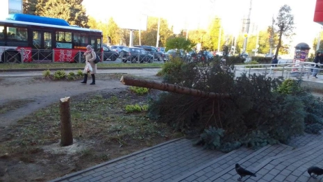 Во Владимире вандал спилил редкую голубую ель у пекарни «Добрые булки»