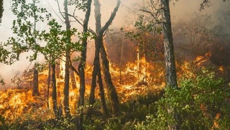 Во Владимирской области за сутки произошли 5 лесных пожаров на площади в 8,8 га