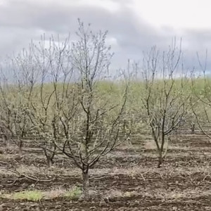 В Суздальском районе зацвел яблоневый сад