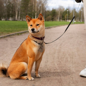 Дети в масках и с хвостами. Что такое квадробинг и почему его хотят запретить