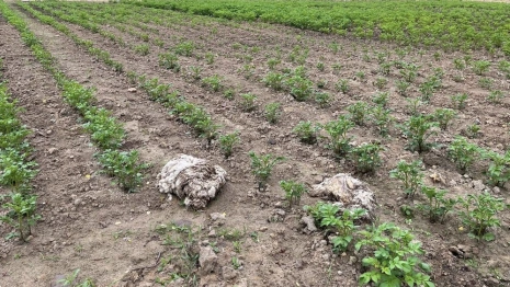 Фермер написал заявление на владимирскую ГТРК из-за репортажа о скотомогильнике