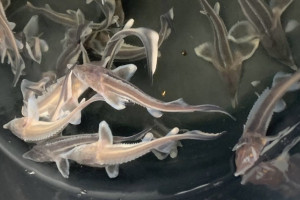 В Муроме в Оку выпустили 1 тыс. мальков стерляди