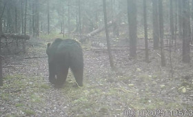 В Вязниковском районе фотоловушка сняла прогулку медведя за рябиной