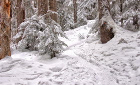 Владимирские энергетики перешли в режим повышенной готовности из-за снежной бури