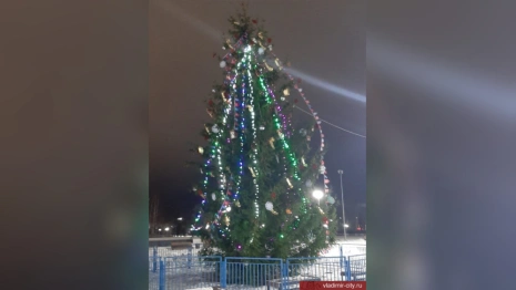 Елку в Добросельском парке показали на фото