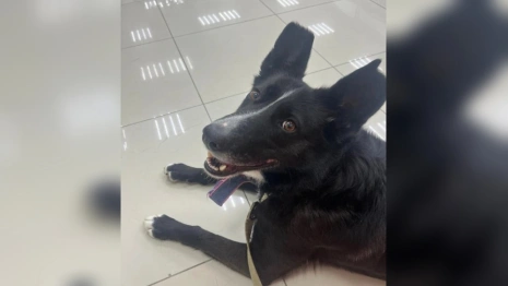 Бездомная собака из Владимира стала донором для спаниеля