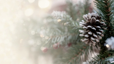 Во Владимирской области спрогнозировали теплый декабрь