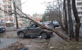 Во Владимире на улице Василисина дерево рухнуло на машину