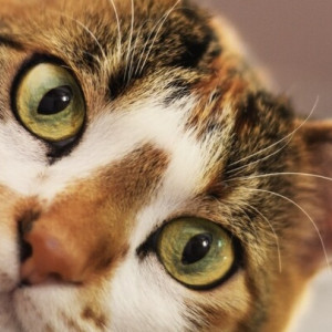 Народные приметы на 24 февраля: что можно и нельзя делать во Власьев день