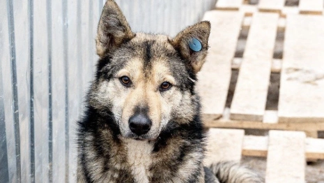Во Владимире впервые пройдет антифестиваль бездомных собак