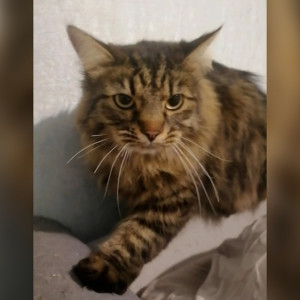 Во Владимире спасатели вызволили застрявшего в балконной раме кота